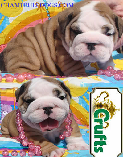 English Bulldog pictures